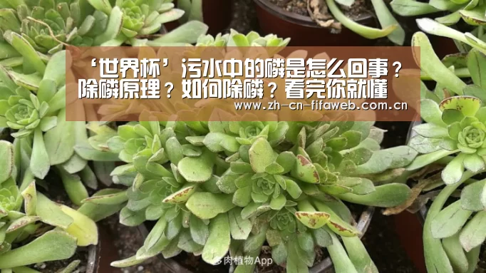 ‘世界杯’污水中的磷是怎么回事？除磷原理？如何除磷？看完你就懂了！